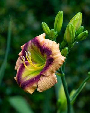 Green Derby